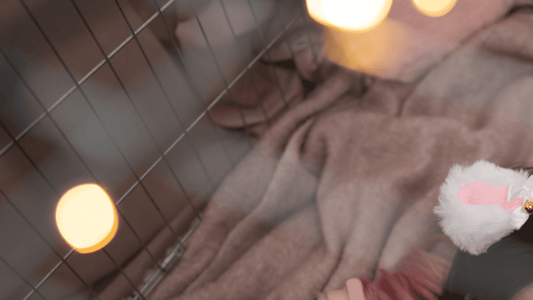 Transseksuel vs. Transkønnet 🏳️⚧️💓 – hvorfor sproget betyder noget